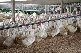 France detects bird flu outbreak among vaccinated ducks | France detects bird flu outbreak among vaccinated ducks