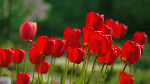 Lucknow sees tulips blooming in winter; a first for the world, say experts | Lucknow sees tulips blooming in winter; a first for the world, say experts Lucknow sees tulips blooming in winter; a first for the world, say experts | Lucknow sees tulips blooming in winter; a first for the world, say experts