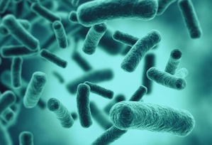 Scientists find 35 previously unknown species of bacteria | Scientists find 35 previously unknown species of bacteria
