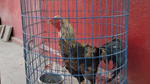 TSRTC cancels auction of rooster found on bus | TSRTC cancels auction of rooster found on bus TSRTC cancels auction of rooster found on bus | TSRTC cancels auction of rooster found on bus