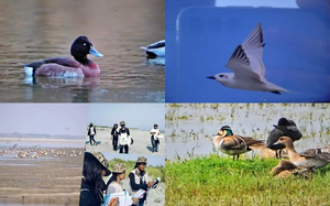 With 27% increase in waterbirds, Kaziranga among India's top 5 habitats of resident & winter migratory birds | With 27% increase in waterbirds, Kaziranga among India's top 5 habitats of resident & winter migratory birds With 27% increase in waterbirds, Kaziranga among India's top 5 habitats of resident & winter migratory birds | With 27% increase in waterbirds, Kaziranga among India's top 5 habitats of resident & winter migratory birds