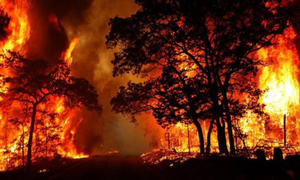 Goa's climate crisis: Extreme temperatures, cashew crop failures, forest fires | Goa's climate crisis: Extreme temperatures, cashew crop failures, forest fires