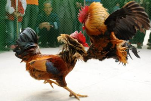 Cockfights go unchecked in Andhra Pradesh | Cockfights go unchecked in Andhra Pradesh Cockfights go unchecked in Andhra Pradesh | Cockfights go unchecked in Andhra Pradesh