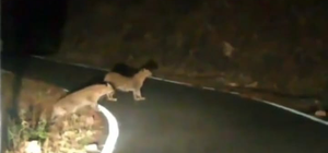 Tiger attacks 12-year-old boy in Dehradun | Tiger attacks 12-year-old boy in Dehradun Tiger attacks 12-year-old boy in Dehradun | Tiger attacks 12-year-old boy in Dehradun