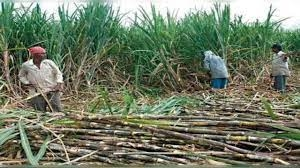 UP govt raises sugarcane MSP by Rs 20 for all categories | UP govt raises sugarcane MSP by Rs 20 for all categories