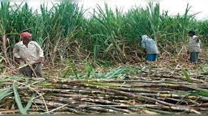 Cabinet okays 8% hike in sugarcane price, move to benefit 5 cr farmers | Cabinet okays 8% hike in sugarcane price, move to benefit 5 cr farmers