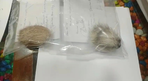 Ex-Sikkim cop arrested in Bengal for smuggling musk, exotic squirrel skins | Ex-Sikkim cop arrested in Bengal for smuggling musk, exotic squirrel skins