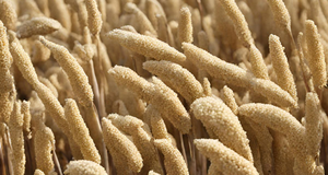 Punjab farmer turns exporter of ready-to-cook millets to Australia under Centre's start-up scheme | Punjab farmer turns exporter of ready-to-cook millets to Australia under Centre's start-up scheme Punjab farmer turns exporter of ready-to-cook millets to Australia under Centre's start-up scheme | Punjab farmer turns exporter of ready-to-cook millets to Australia under Centre's start-up scheme