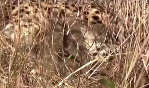 Namibian cheetah 'Jwala' gives birth to three cubs in Kuno | Namibian cheetah 'Jwala' gives birth to three cubs in Kuno