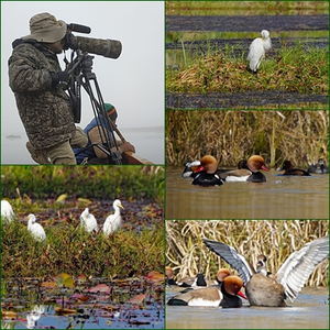 Decline in migratory birds in Manipur’s Loktak Lake worries Ornithologists | Decline in migratory birds in Manipur’s Loktak Lake worries Ornithologists Decline in migratory birds in Manipur’s Loktak Lake worries Ornithologists | Decline in migratory birds in Manipur’s Loktak Lake worries Ornithologists