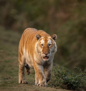Boy mauled to death by tiger in UP's Pilibhit | Boy mauled to death by tiger in UP's Pilibhit
