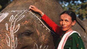 40-yr efforts to reduce human-elephant conflict recognised, Assam’s 'Elephant Girl' gets Padma Shri | 40-yr efforts to reduce human-elephant conflict recognised, Assam’s 'Elephant Girl' gets Padma Shri