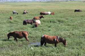 Endangered legacy: Manipur’s original polo ponies race against uncertain future | Endangered legacy: Manipur’s original polo ponies race against uncertain future Endangered legacy: Manipur’s original polo ponies race against uncertain future | Endangered legacy: Manipur’s original polo ponies race against uncertain future