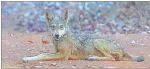 Endangered grey wolf spotted in UP's Chambal sanctuary after decades | Endangered grey wolf spotted in UP's Chambal sanctuary after decades
