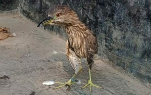 China identifies tagging site of heron found in Imphal | China identifies tagging site of heron found in Imphal China identifies tagging site of heron found in Imphal | China identifies tagging site of heron found in Imphal