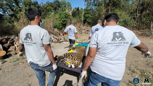 Leopard injured seriously in road accident, treated at Pune facility | Leopard injured seriously in road accident, treated at Pune facility Leopard injured seriously in road accident, treated at Pune facility | Leopard injured seriously in road accident, treated at Pune facility