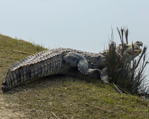 4 meter crocodile that killed Australian child shot dead | 4 meter crocodile that killed Australian child shot dead 4 meter crocodile that killed Australian child shot dead | 4 meter crocodile that killed Australian child shot dead