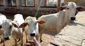 Varanasi to have country’s first conservation centre for Gangatiri cows | Varanasi to have country’s first conservation centre for Gangatiri cows