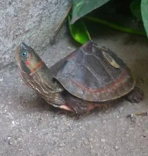 Turtles, rescued from poachers, released into Gomti River in Lucknow | Turtles, rescued from poachers, released into Gomti River in Lucknow Turtles, rescued from poachers, released into Gomti River in Lucknow | Turtles, rescued from poachers, released into Gomti River in Lucknow