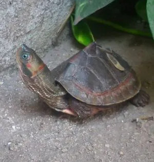 Turtles, rescued from poachers, released into Gomti River in Lucknow | Turtles, rescued from poachers, released into Gomti River in Lucknow