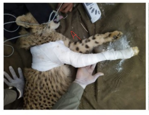 Wildlife activist blames Kuno official for hiding cheetah cub's health report | Wildlife activist blames Kuno official for hiding cheetah cub's health report Wildlife activist blames Kuno official for hiding cheetah cub's health report | Wildlife activist blames Kuno official for hiding cheetah cub's health report