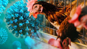 COVID-19 Jab Technology-Based Bird Flu Vaccine May Help Curb H5N1 Cases, Say Scientists | COVID-19 Jab Technology-Based Bird Flu Vaccine May Help Curb H5N1 Cases, Say Scientists