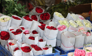 Nepal Imports Over 3 Lakh Roses from India for Valentine's Day Celebrations | Nepal Imports Over 3 Lakh Roses from India for Valentine's Day Celebrations
