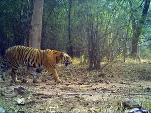 Telangana forest department denies tiger sighting in Nalgonda district | Telangana forest department denies tiger sighting in Nalgonda district