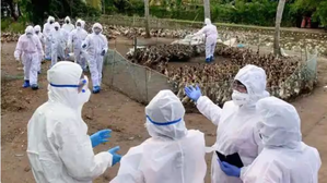 Japan Bird Flu Outbreak: 14,000 Birds Culled Amid Avian Flu Scare | Japan Bird Flu Outbreak: 14,000 Birds Culled Amid Avian Flu Scare