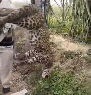 Leopard found hanging upside down from tree in UP district | Leopard found hanging upside down from tree in UP district