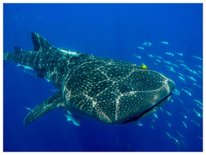 National Plan of Action for Conservation of Sharks to be adopted soon | National Plan of Action for Conservation of Sharks to be adopted soon National Plan of Action for Conservation of Sharks to be adopted soon | National Plan of Action for Conservation of Sharks to be adopted soon