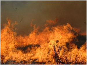 50 huts gutted in fire in Telangana’s Karimnagar town | 50 huts gutted in fire in Telangana’s Karimnagar town 50 huts gutted in fire in Telangana’s Karimnagar town | 50 huts gutted in fire in Telangana’s Karimnagar town