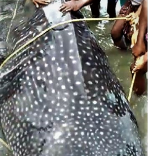 CMFRI proposes 'shark hotspots' to protect endangered species | CMFRI proposes 'shark hotspots' to protect endangered species