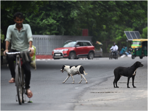 Car runs over dog in Goa, one booked | Car runs over dog in Goa, one booked Car runs over dog in Goa, one booked | Car runs over dog in Goa, one booked