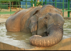 Freed from circus, elephant Suzy celebrates nine years of freedom | Freed from circus, elephant Suzy celebrates nine years of freedom Freed from circus, elephant Suzy celebrates nine years of freedom | Freed from circus, elephant Suzy celebrates nine years of freedom