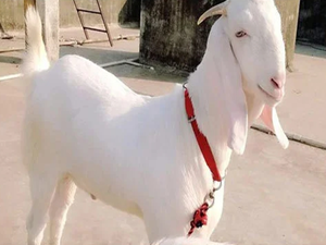 UP govt to open breeding farms for Jamunapari goats | UP govt to open breeding farms for Jamunapari goats