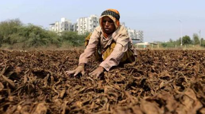 Centre announces relief package for Andhra, Karnataka tobacco farmers | Centre announces relief package for Andhra, Karnataka tobacco farmers
