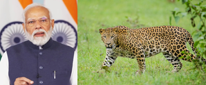 ‘Great News!’, PM Modi hails rise in country's leopard population | ‘Great News!’, PM Modi hails rise in country's leopard population ‘Great News!’, PM Modi hails rise in country's leopard population | ‘Great News!’, PM Modi hails rise in country's leopard population