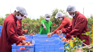 In a first, India exports pomegranates by sea to USA | In a first, India exports pomegranates by sea to USA In a first, India exports pomegranates by sea to USA | In a first, India exports pomegranates by sea to USA