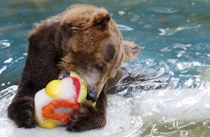 Tigers given showers, fans installed for snakes, ice cubes and frozen fruits on bears' menus in Thiruvananthapuram Zoo | Tigers given showers, fans installed for snakes, ice cubes and frozen fruits on bears' menus in Thiruvananthapuram Zoo Tigers given showers, fans installed for snakes, ice cubes and frozen fruits on bears' menus in Thiruvananthapuram Zoo | Tigers given showers, fans installed for snakes, ice cubes and frozen fruits on bears' menus in Thiruvananthapuram Zoo