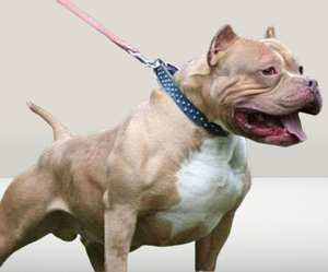 Pitbull Attack in Delhi: Dog Attack 7-year-old Girl in Jagatpuri; Case Registered (Watch Video) | Pitbull Attack in Delhi: Dog Attack 7-year-old Girl in Jagatpuri; Case Registered (Watch Video) Pitbull Attack in Delhi: Dog Attack 7-year-old Girl in Jagatpuri; Case Registered (Watch Video) | Pitbull Attack in Delhi: Dog Attack 7-year-old Girl in Jagatpuri; Case Registered (Watch Video)