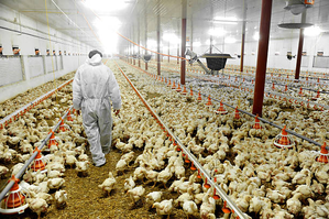 Poultry companies to log 5-6 pc revenue growth | Poultry companies to log 5-6 pc revenue growth Poultry companies to log 5-6 pc revenue growth | Poultry companies to log 5-6 pc revenue growth