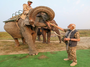 Lakhimai, Pradyumna and Phoolmai: 3 elephants whom PM Modi fed sugarcane during jungle safari | Lakhimai, Pradyumna and Phoolmai: 3 elephants whom PM Modi fed sugarcane during jungle safari