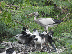 Udaipur home to 17 roosting, 12 nesting waterbird species: First-of-a-kind study | Udaipur home to 17 roosting, 12 nesting waterbird species: First-of-a-kind study Udaipur home to 17 roosting, 12 nesting waterbird species: First-of-a-kind study | Udaipur home to 17 roosting, 12 nesting waterbird species: First-of-a-kind study