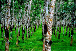 Natural rubber prices hover above int'l rates for over 10 years, production rises by 2 pc | Natural rubber prices hover above int'l rates for over 10 years, production rises by 2 pc Natural rubber prices hover above int'l rates for over 10 years, production rises by 2 pc | Natural rubber prices hover above int'l rates for over 10 years, production rises by 2 pc