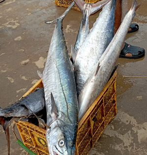 'Fisheries crucial for food security and livelihood' | 'Fisheries crucial for food security and livelihood' 'Fisheries crucial for food security and livelihood' | 'Fisheries crucial for food security and livelihood'