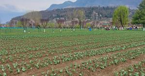 J&K: Srinagar’s Tulip Garden opens for visitors | J&K: Srinagar’s Tulip Garden opens for visitors