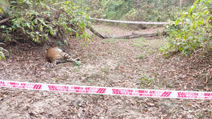 Male tiger found dead in Bihar's VTR | Male tiger found dead in Bihar's VTR