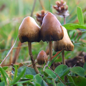 Russian national held in Goa for growing 'magic mushroom' | Russian national held in Goa for growing 'magic mushroom'