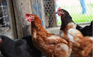 Bird flu outbreak reported at Bulgarian farm | Bird flu outbreak reported at Bulgarian farm